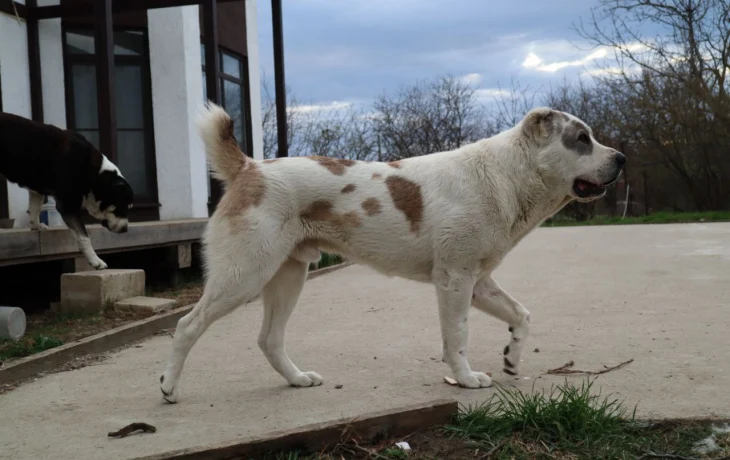 Секреты зимнего закаливания: как вырастить здорового алабая в морозы без ошибок